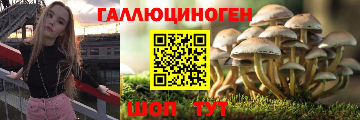 Псилоцибиновые грибы Cubensis Ставрополь